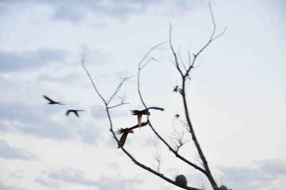 As araras, sempre em casais, frequentam a Lagoa das Araras, em Bom Jardim, no Mato Grosso